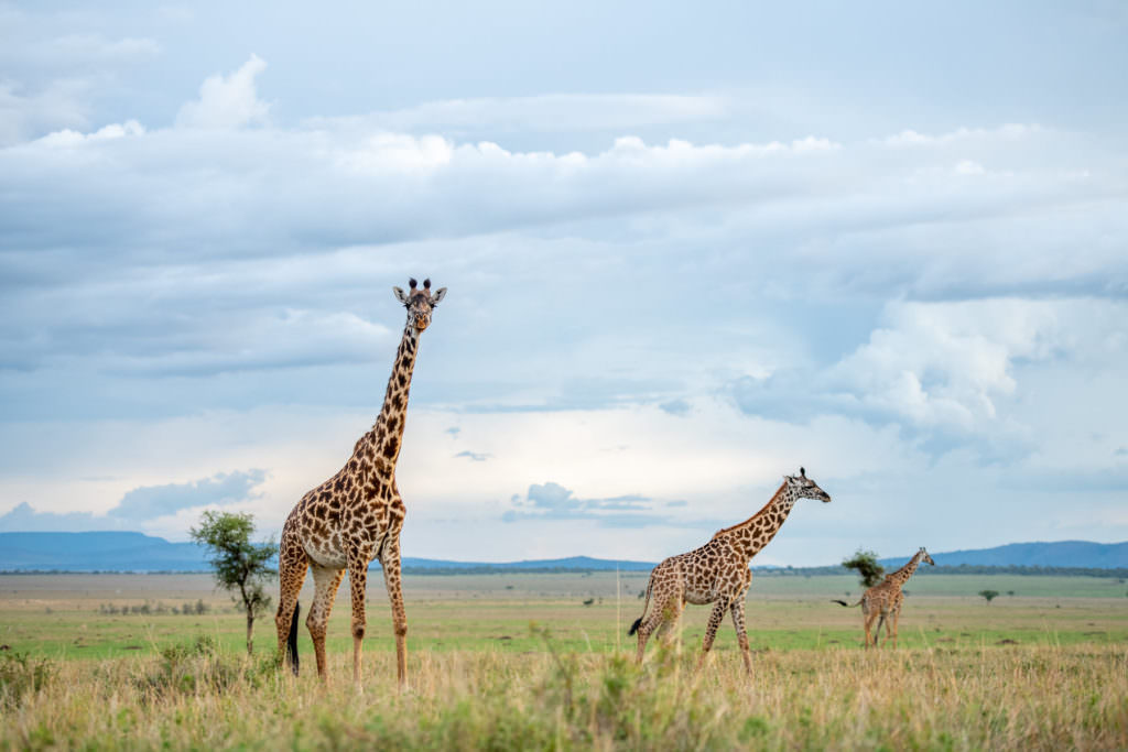 Giraffe _ Singita Grumeti Reserve _ Ross Couper 3 Giraffe _ Singita Grumeti Reserve _ Ross Couper 3