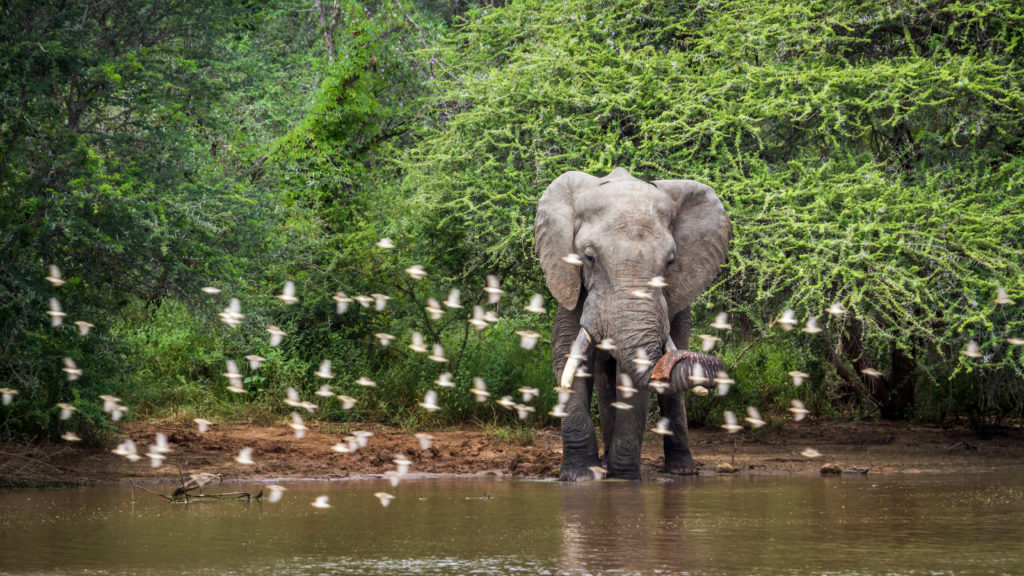 African,Bush,Elephant,In,Kruger,National,Park,,South,Africa,;