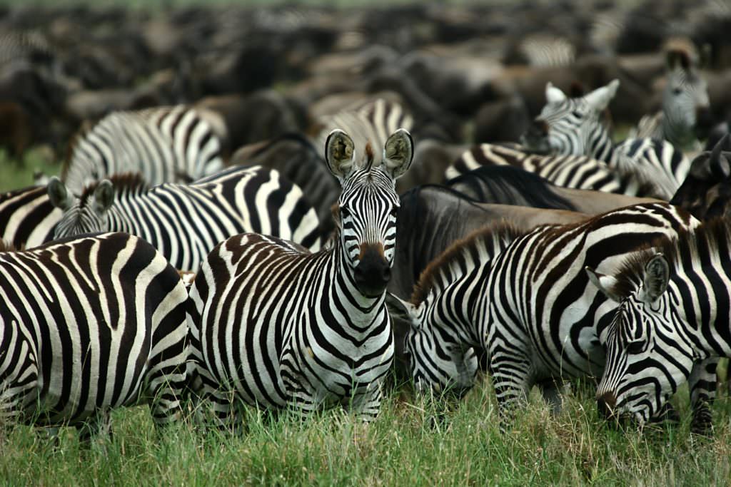 LSC Zebra LSC Zebra