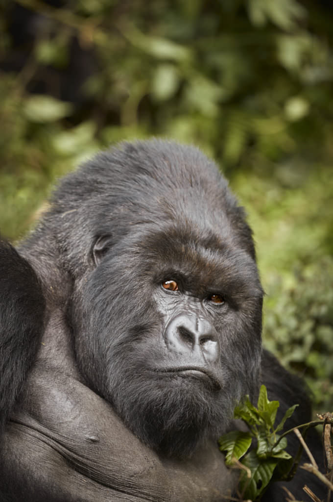 OO_GorillasNest_Flora_Fauna_Gorilla_Trek_21591_MASTER OO_GorillasNest_Flora_Fauna_Gorilla_Trek_21591_MASTER