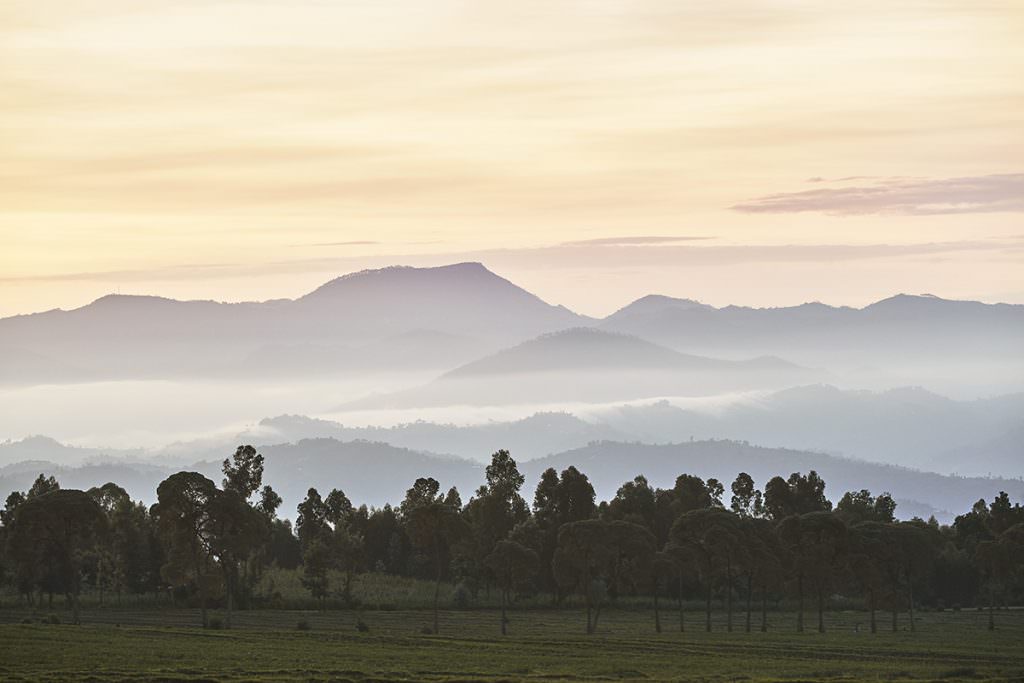 OO_GorillasNest_Flora_Fauna_Sunrise_Mountains_1809_MASTER_small-1024x683 OO_GorillasNest_Flora_Fauna_Sunrise_Mountains_1809_MASTER_small-1024x683
