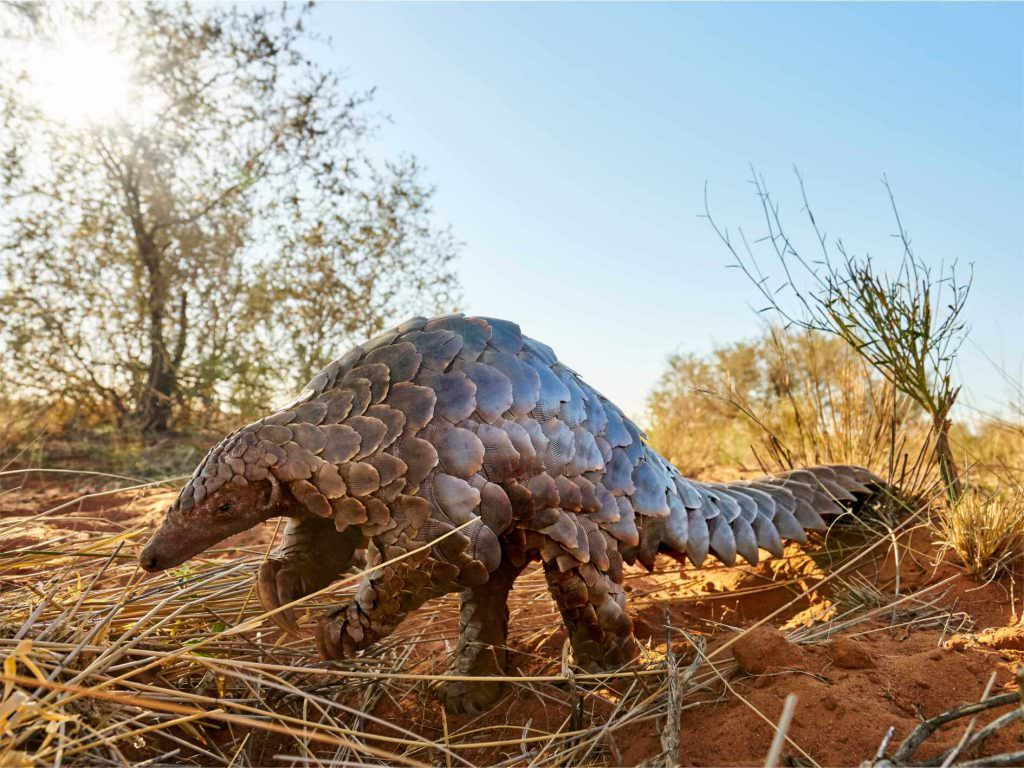 Pangolin Tswalu Pangolin Tswalu