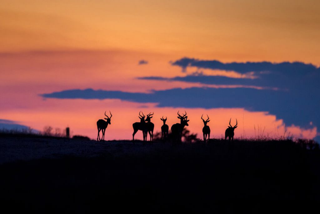 Royal Malewane sunset-impala-rudi-1200x801 Royal Malewane sunset-impala-rudi-1200x801