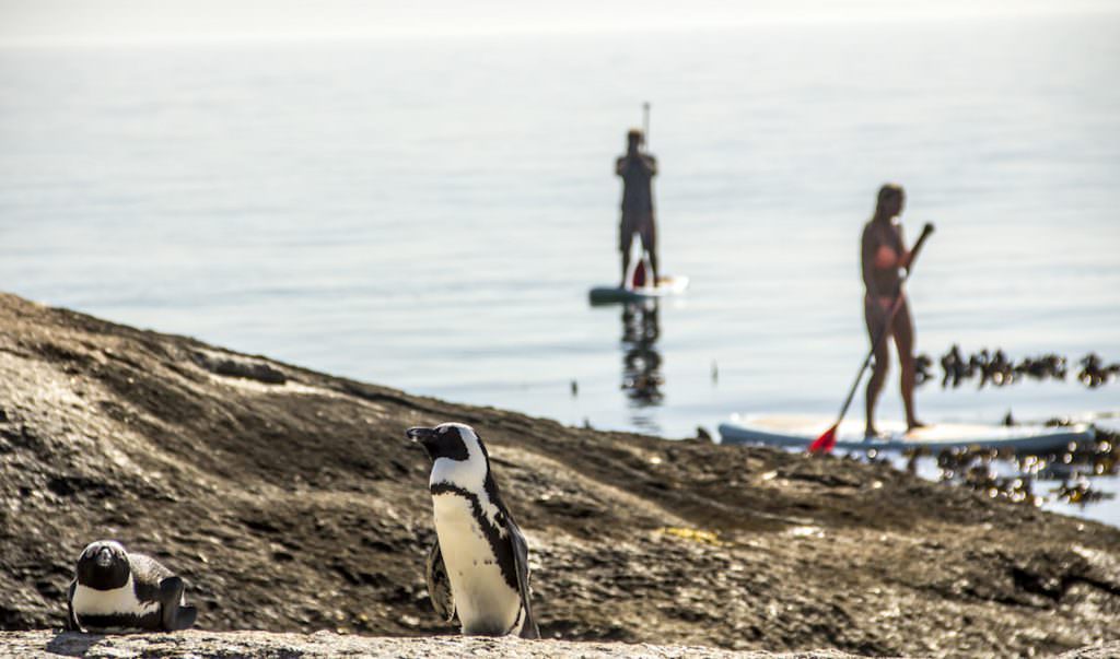 SUP with Penguins - Stand Up Paddle near Boulders, Simon_s Town (2) SUP with Penguins - Stand Up Paddle near Boulders, Simon_s Town (2)