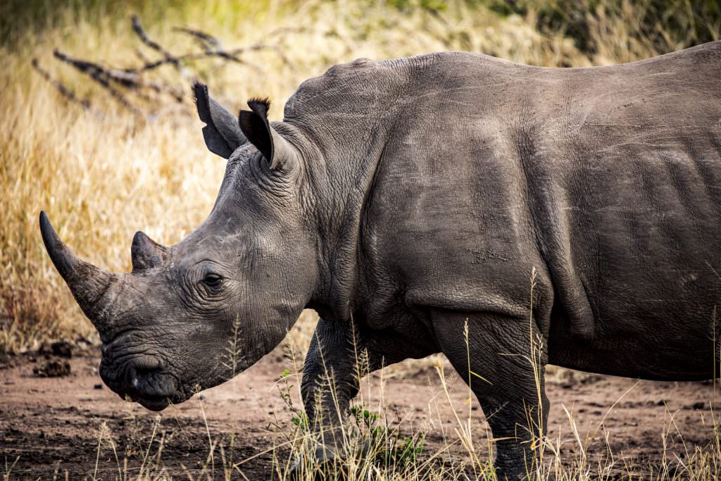 Singita, Sweni, Kruger Singita, Kruger National Park, South Africa Singita, Sweni, Kruger Singita, Kruger National Park, South Africa