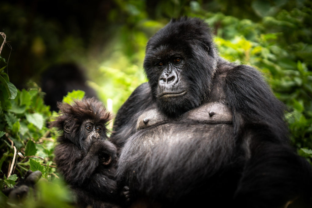 Wilderness Bisate Reserve copy