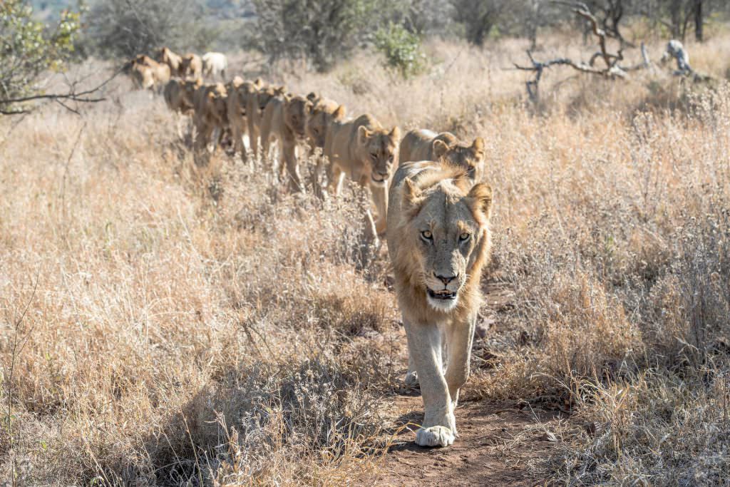 Wildlife-Lion-Singita-South-Africa Wildlife-Lion-Singita-South-Africa