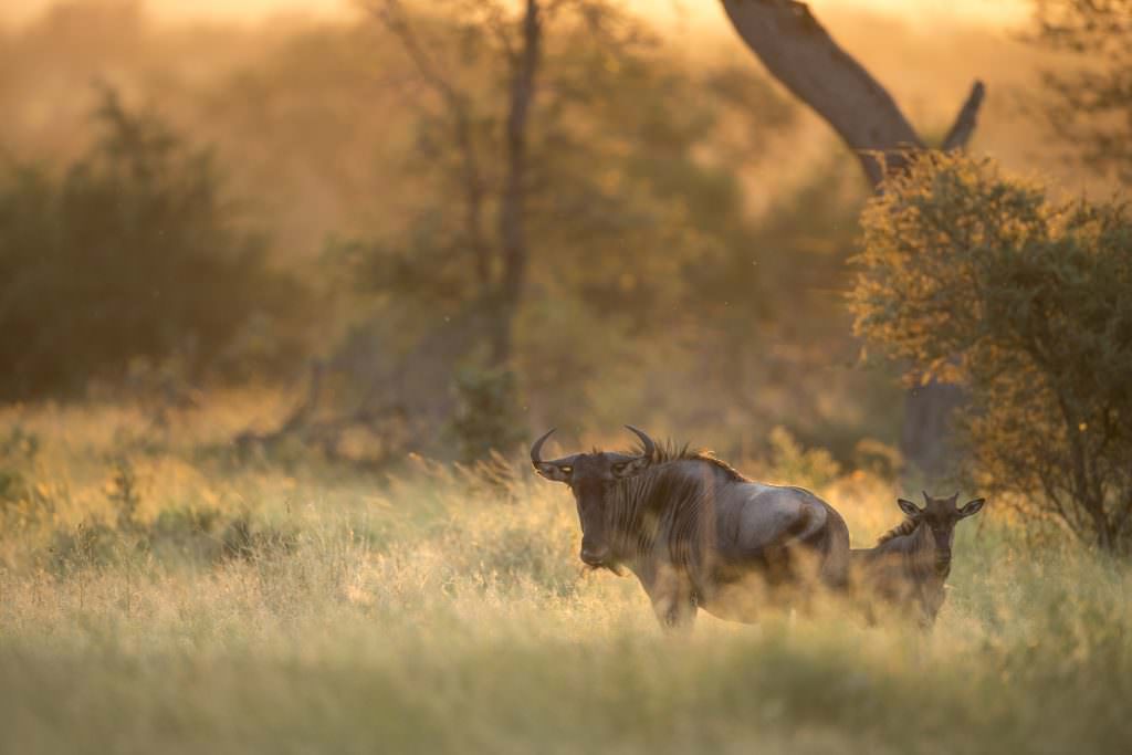 Wildlife (Singita Kruger National Park)-3 Wildlife (Singita Kruger National Park)-3
