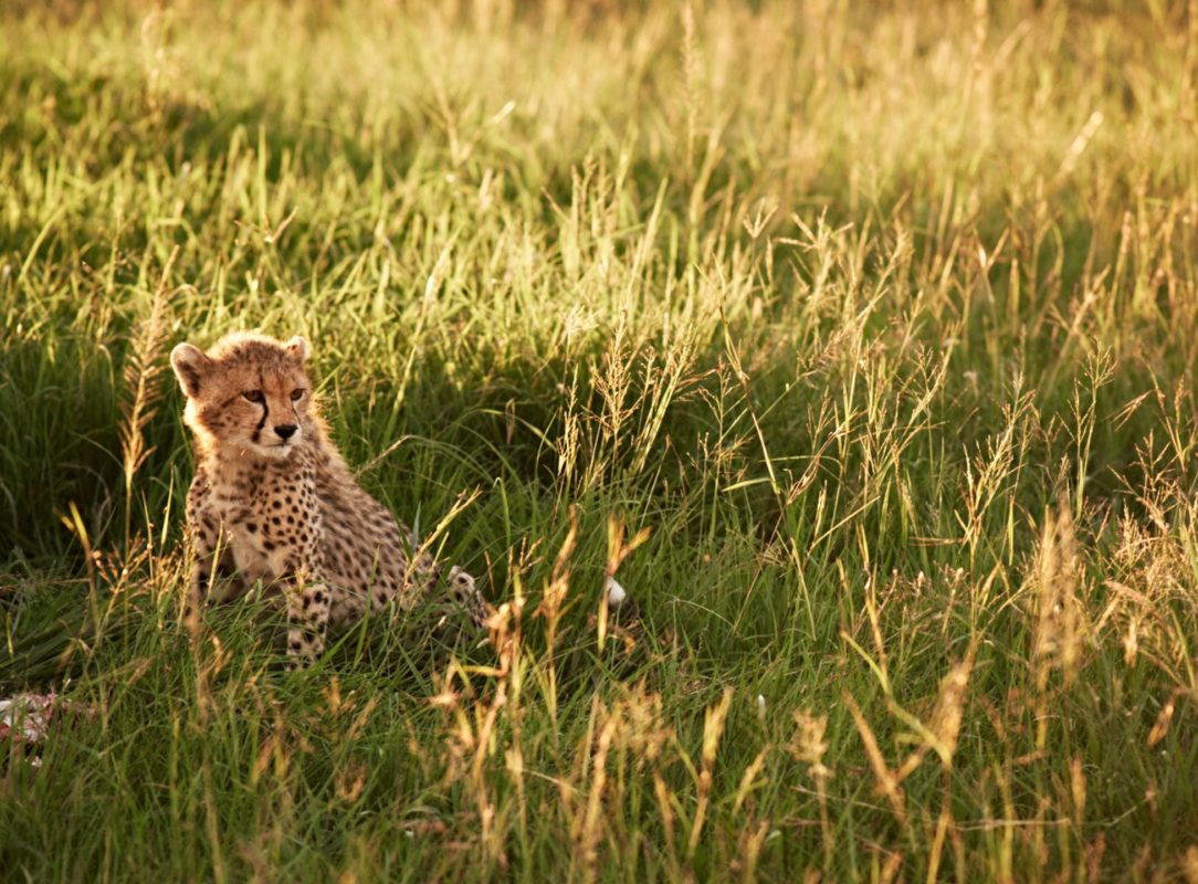 accommodation_photos__Wildlife-Serengeti-House-(2)_0