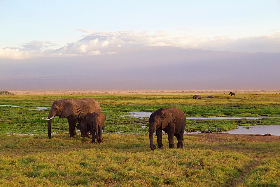 elephants-4275741_960_720