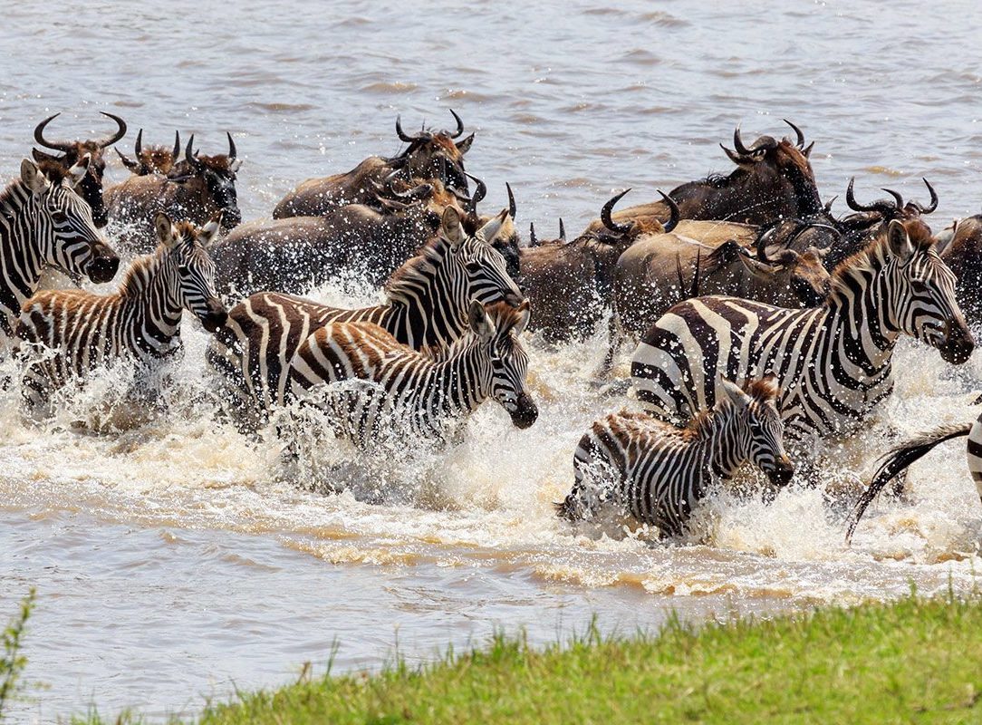 iStock_Tanzania_Serengeti_MigrationRiver1