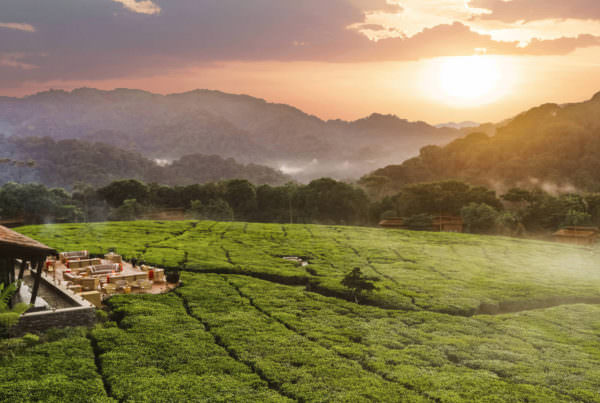 Nyungwe Forest National Park