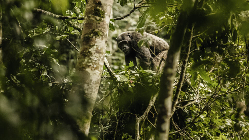 new-NH_OO_Activities_Chimpanzee_Trek_6587_MASTER-01 new-NH_OO_Activities_Chimpanzee_Trek_6587_MASTER-01