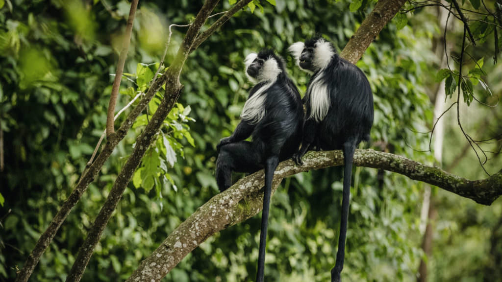 new-NH_OO_Activities_Colobus_Monkey_Trek_2649_MASTER-02 new-NH_OO_Activities_Colobus_Monkey_Trek_2649_MASTER-02