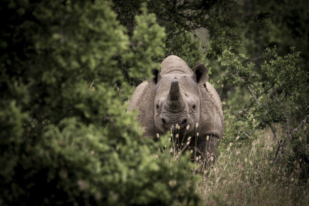 Arijiju, Borana, Kenya Arijiju, Borana, Kenya