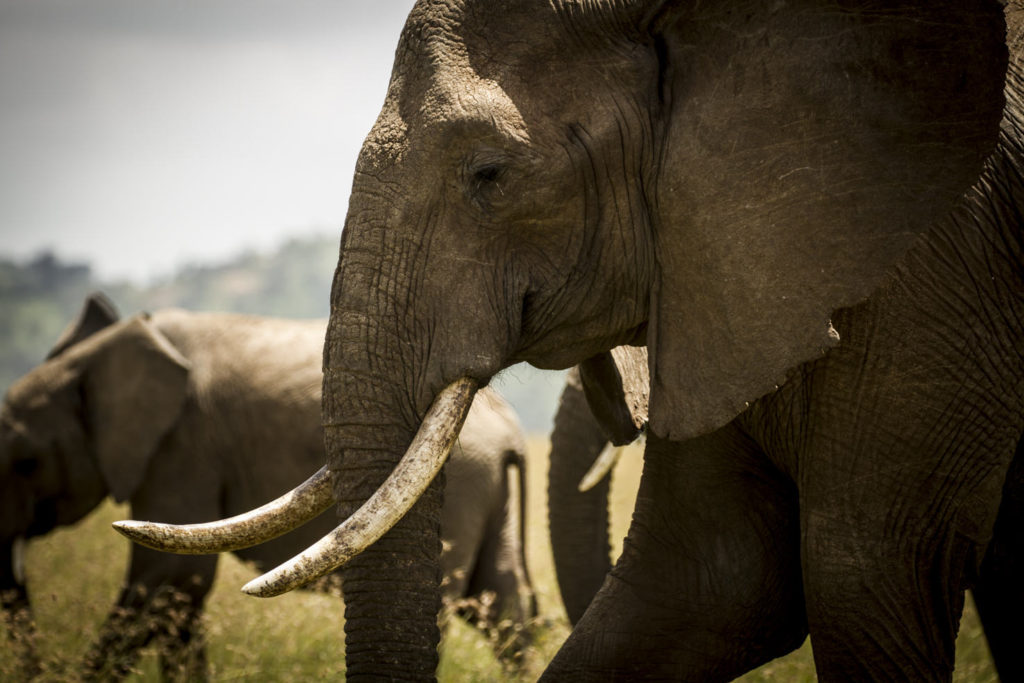 Arijiju, Borana, Kenya Arijiju, Borana, Kenya