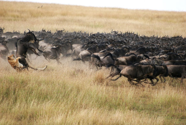 Maasai Mara