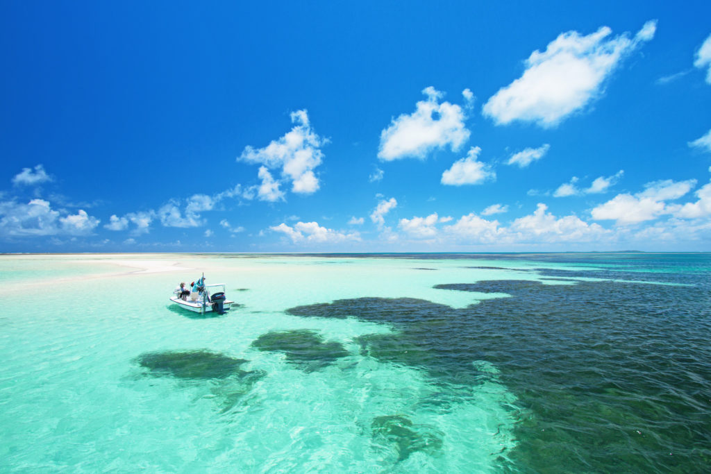 BlueSafari-alphonse-ocean-cruising-03 BlueSafari-alphonse-ocean-cruising-03