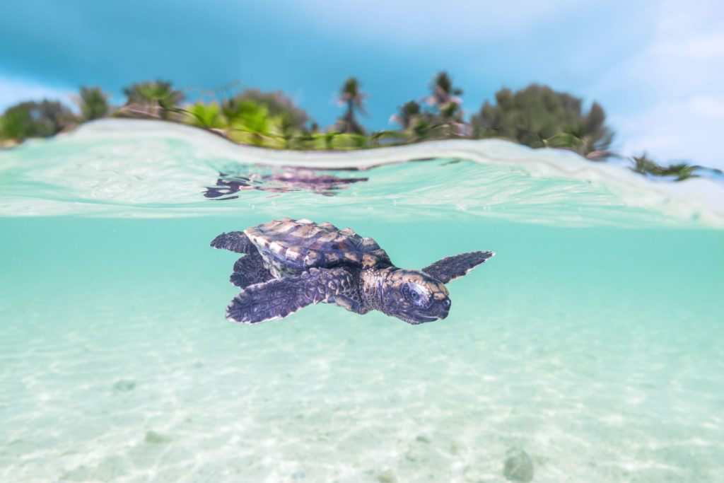 BlueSafari-alphonse-snorkelling-43-AntonyGrote BlueSafari-alphonse-snorkelling-43-AntonyGrote