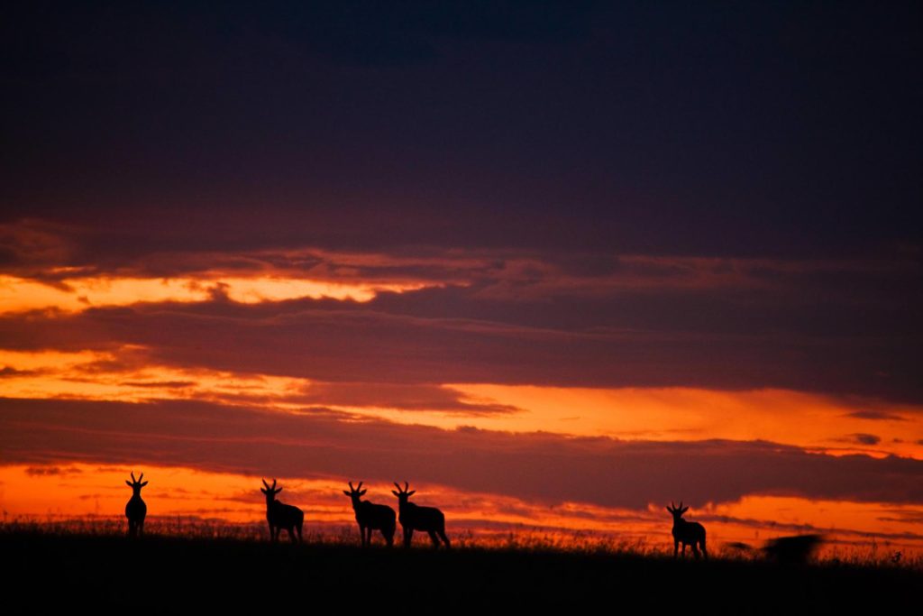 _Copyright_Beverly_Joubert_MaraToto_Wildlife_Kenya_5367 _Copyright_Beverly_Joubert_MaraToto_Wildlife_Kenya_5367