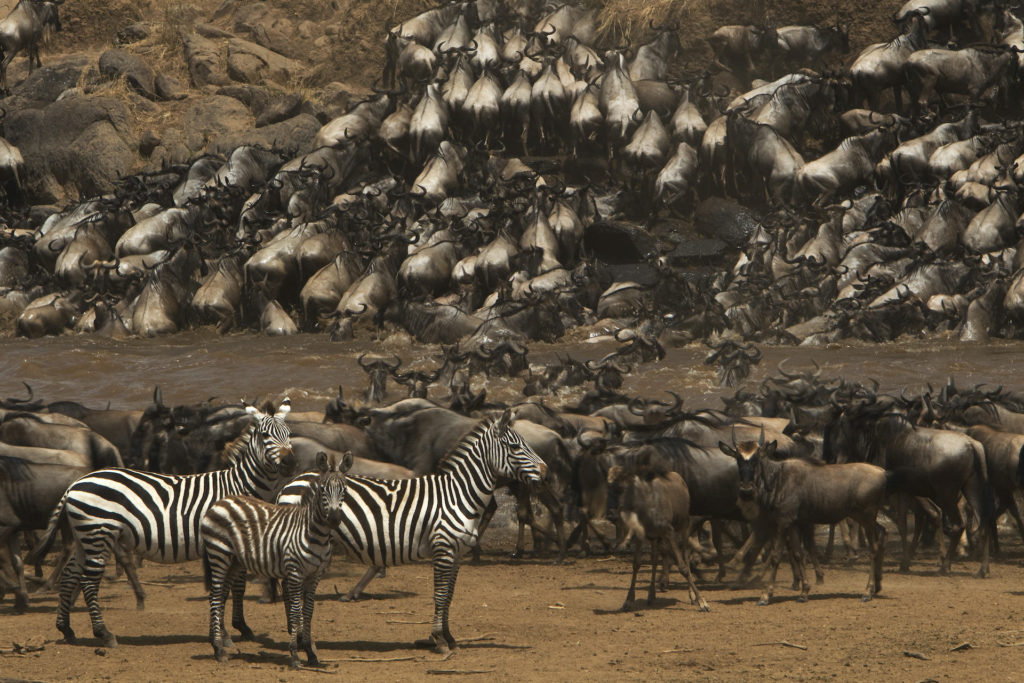 _Copyright_Beverly_Joubert_Mara_Wildlife_Kenya_5269 _Copyright_Beverly_Joubert_Mara_Wildlife_Kenya_5269