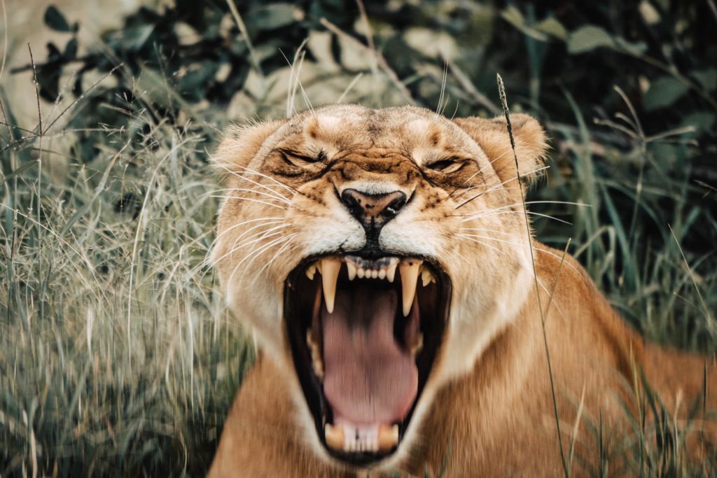 Cottars Camp 1920 - partimetravelers (4) Cottars Camp 1920 - partimetravelers (4)