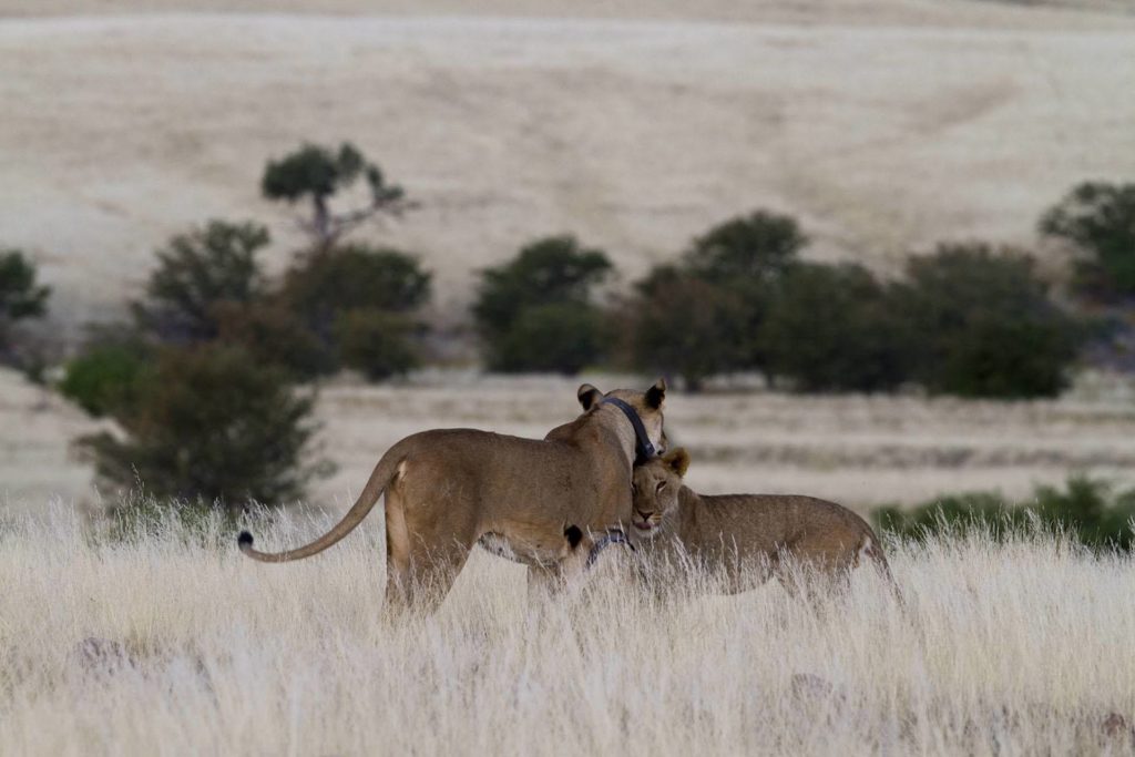 Desert Rhino Camp Desert Rhino Camp