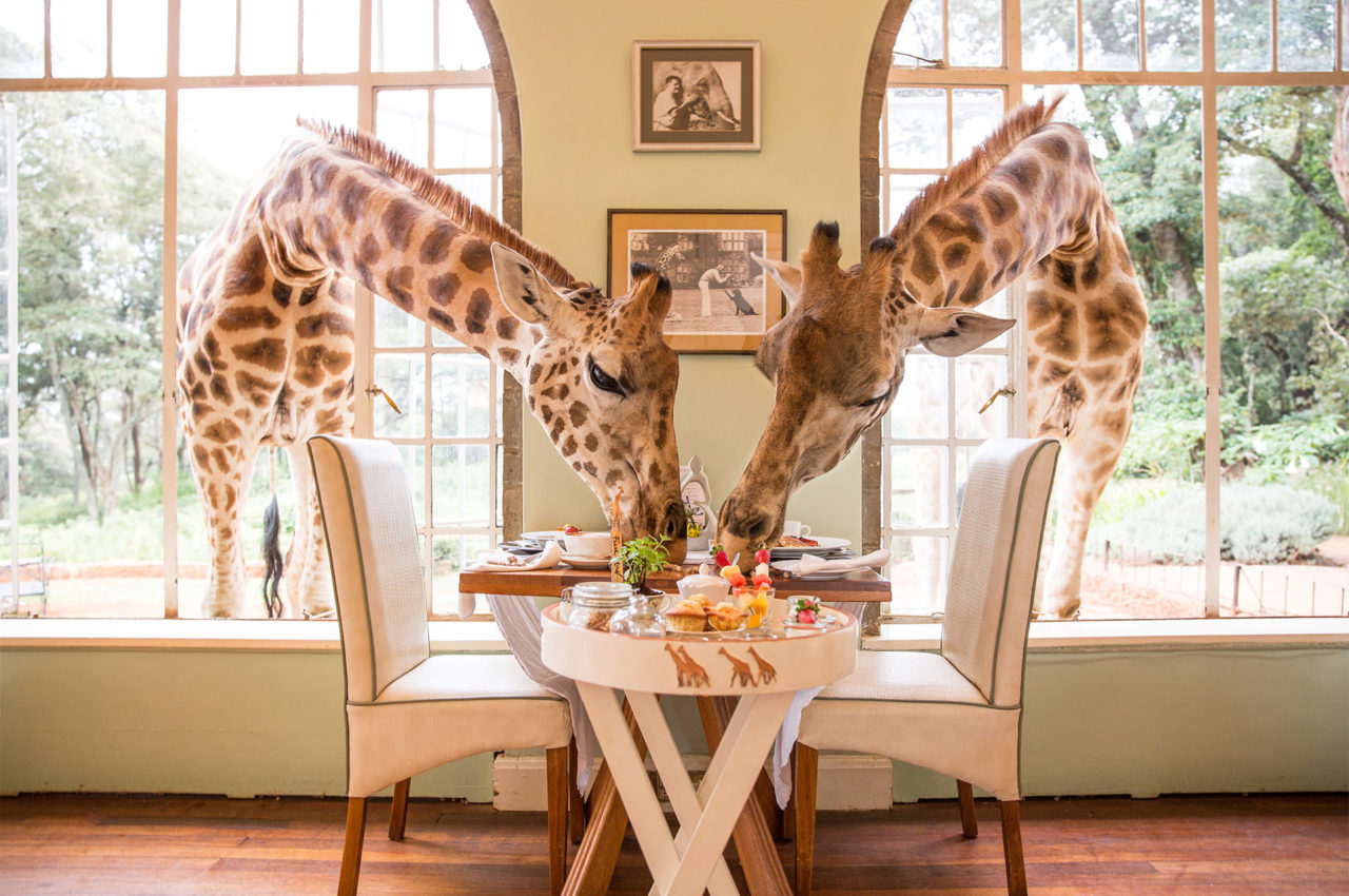 Giraffe Manor