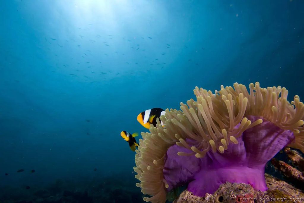 MLDPH_P124_Two_Fish_and_Coral_65 MLDPH_P124_Two_Fish_and_Coral_65