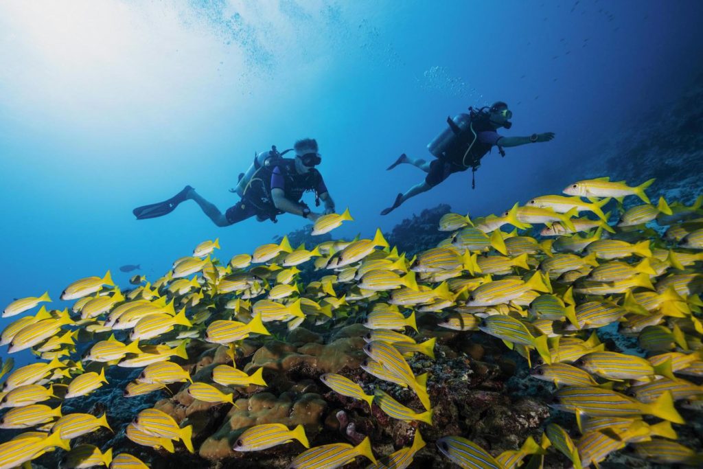 OO_RR_Diving__45A3599_MASTER OO_RR_Diving__45A3599_MASTER