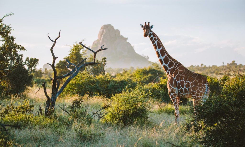 Ol Jogi -giraffe Ol Jogi -giraffe