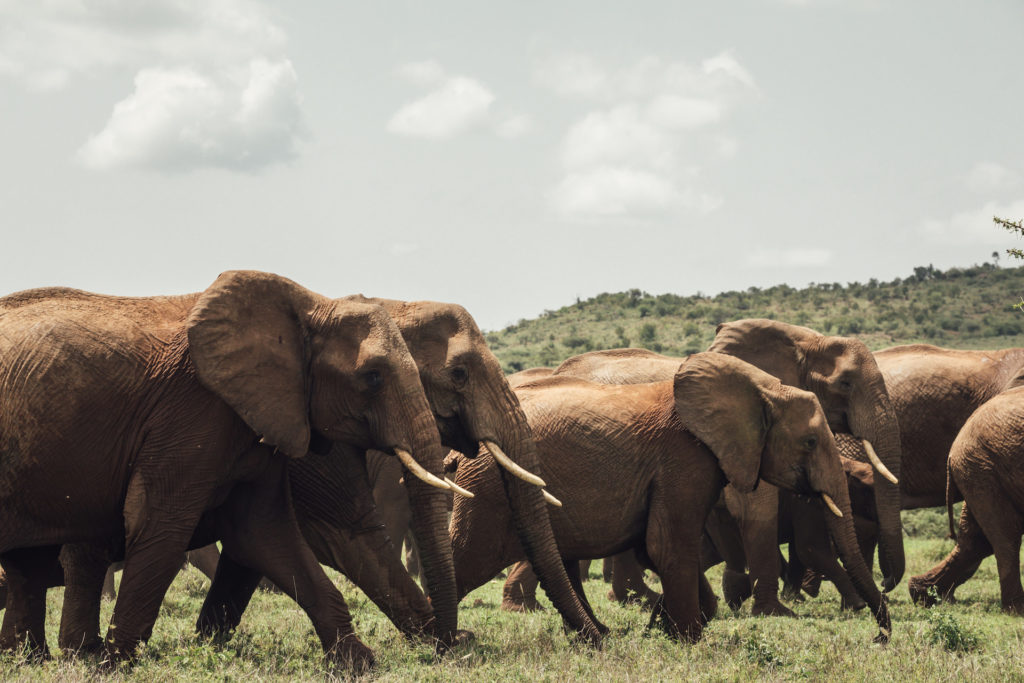 Ol Malo Elephant Ol Malo Elephant