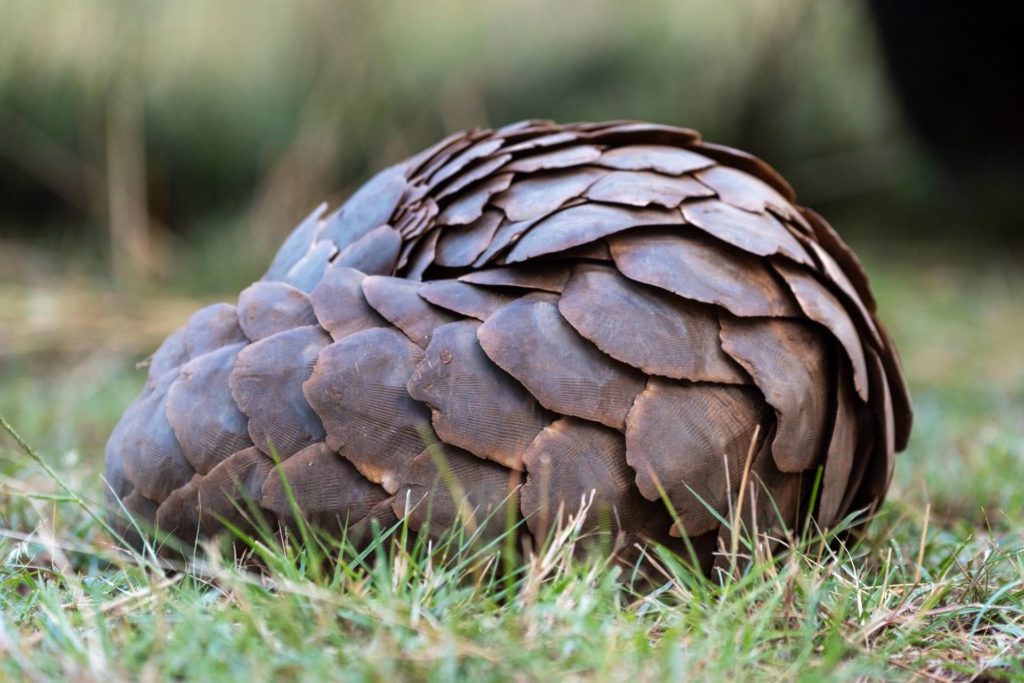 Pangolin rolled into ball in short grass Pangolin rolled into ball in short grass
