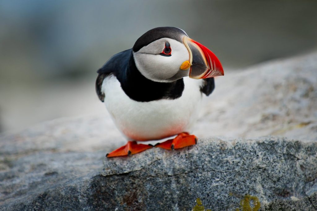Puffin Puffin