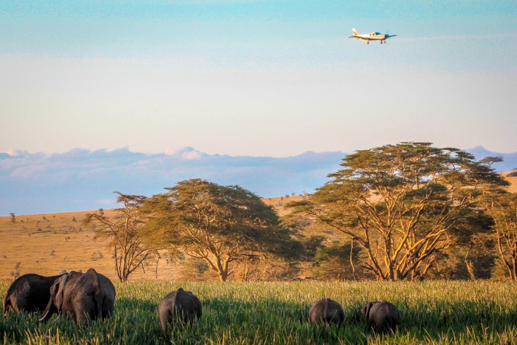 Sirikoi Elephants and plane Sirikoi Elephants and plane