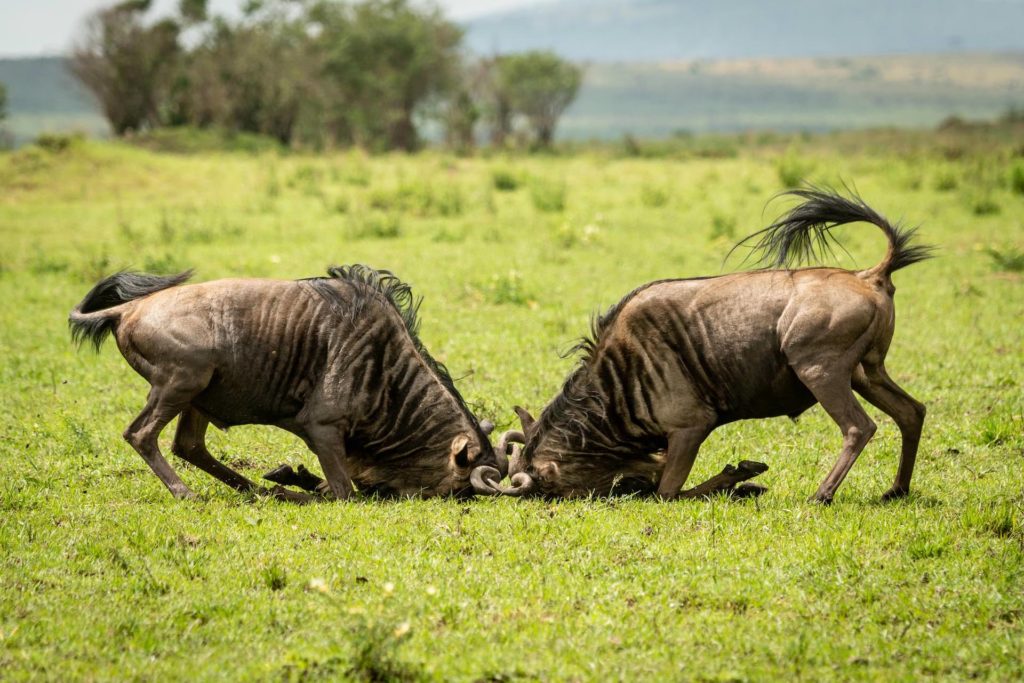 Two male blue wildebeest fight in grass Two male blue wildebeest fight in grass