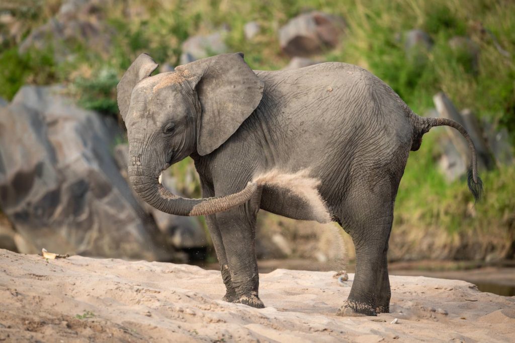 Young African bush elephant enjoying sand bath Young African bush elephant enjoying sand bath