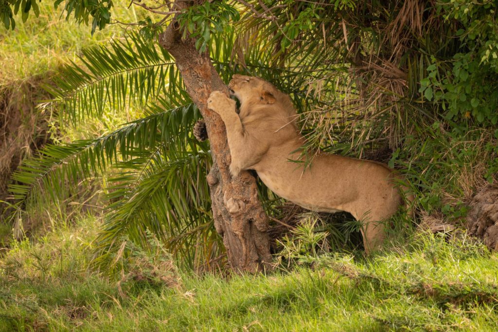 Young male lion sharpens claws on tree Young male lion sharpens claws on tree