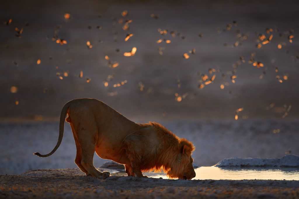 Lions,Drinking,Water.,Portrait,Of,African,Lions,,Panthera,Leo,,Detail