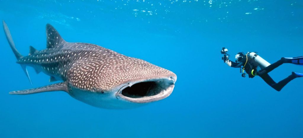 thanda 2.6-1200x548.jpg thanda 2.6-1200x548.jpg