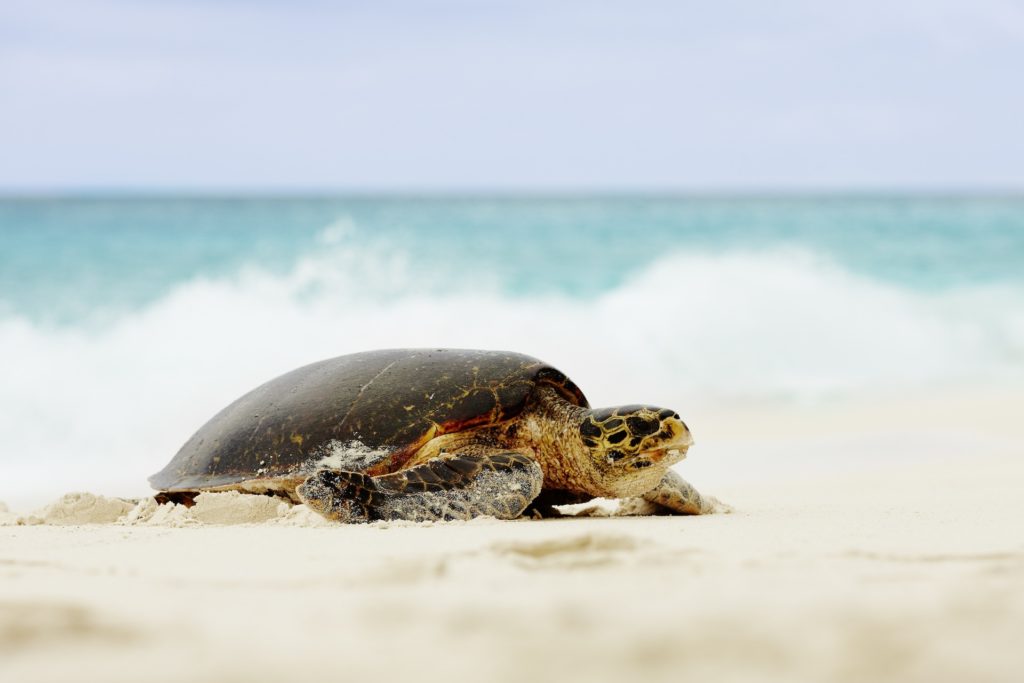 © Fregat Island Private_Marine Conservation_Hawksbill Seaturtle_1 © Fregat Island Private_Marine Conservation_Hawksbill Seaturtle_1