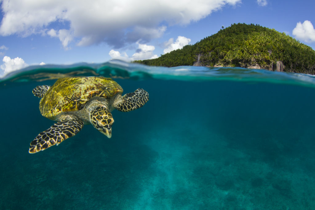 © Fregat Island Private_Marine Conservation_Hawksbill Seaturtle_4_©Joe Daniels © Fregat Island Private_Marine Conservation_Hawksbill Seaturtle_4_©Joe Daniels