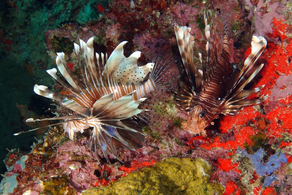© Fregat Island Private_Marine Conservation_Lion Fish © Fregat Island Private_Marine Conservation_Lion Fish