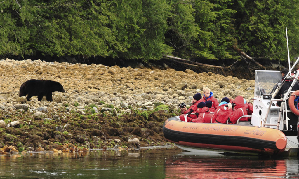 Clayoquot Wilderness Resort Bear Watching Zodiac