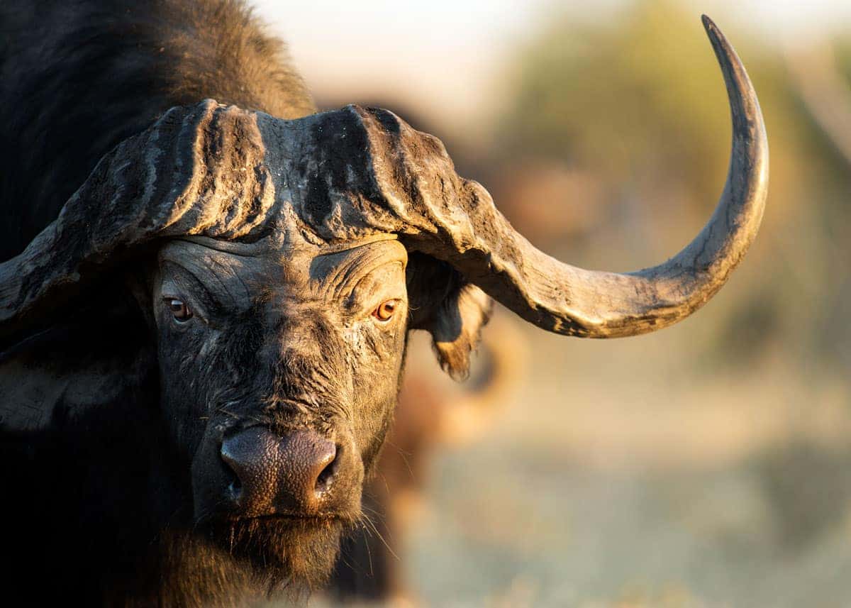 Satellite Collar a 3,000 lb. Buffalo