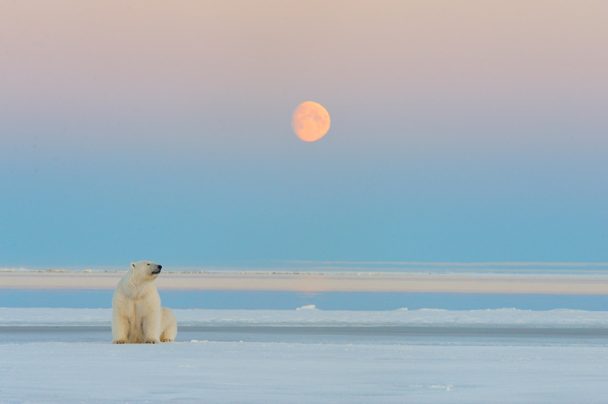 13_Oct-polar-bears-5466