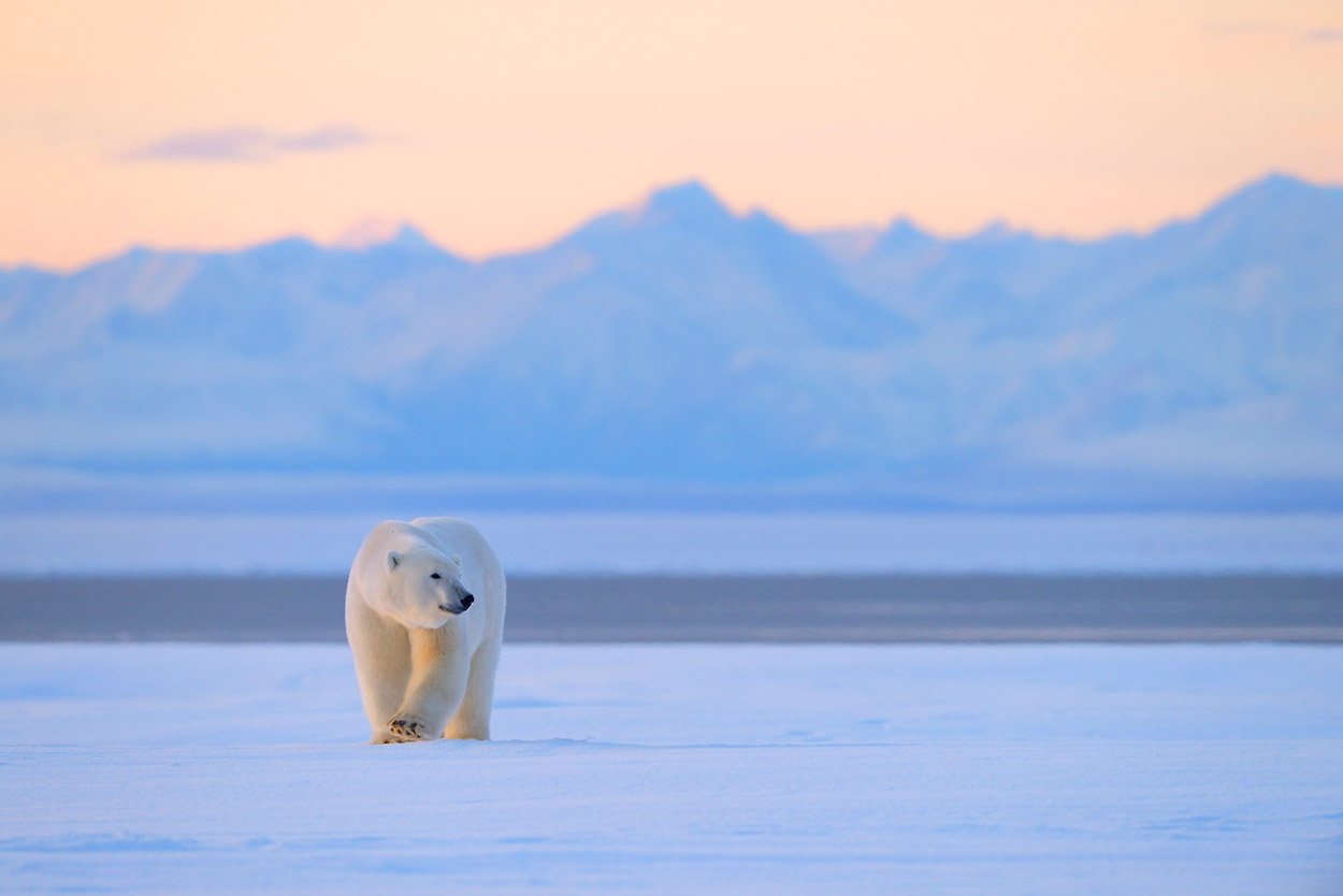 13_Oct-polar-bears-5626