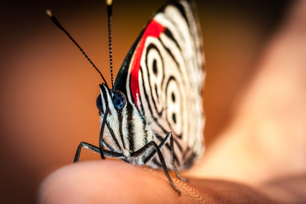 Butterfly - Awasi Iguazu - PH Miguel Cesar-min