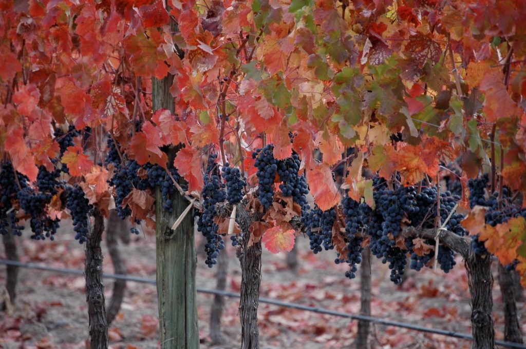 VINES_Grapes-min
