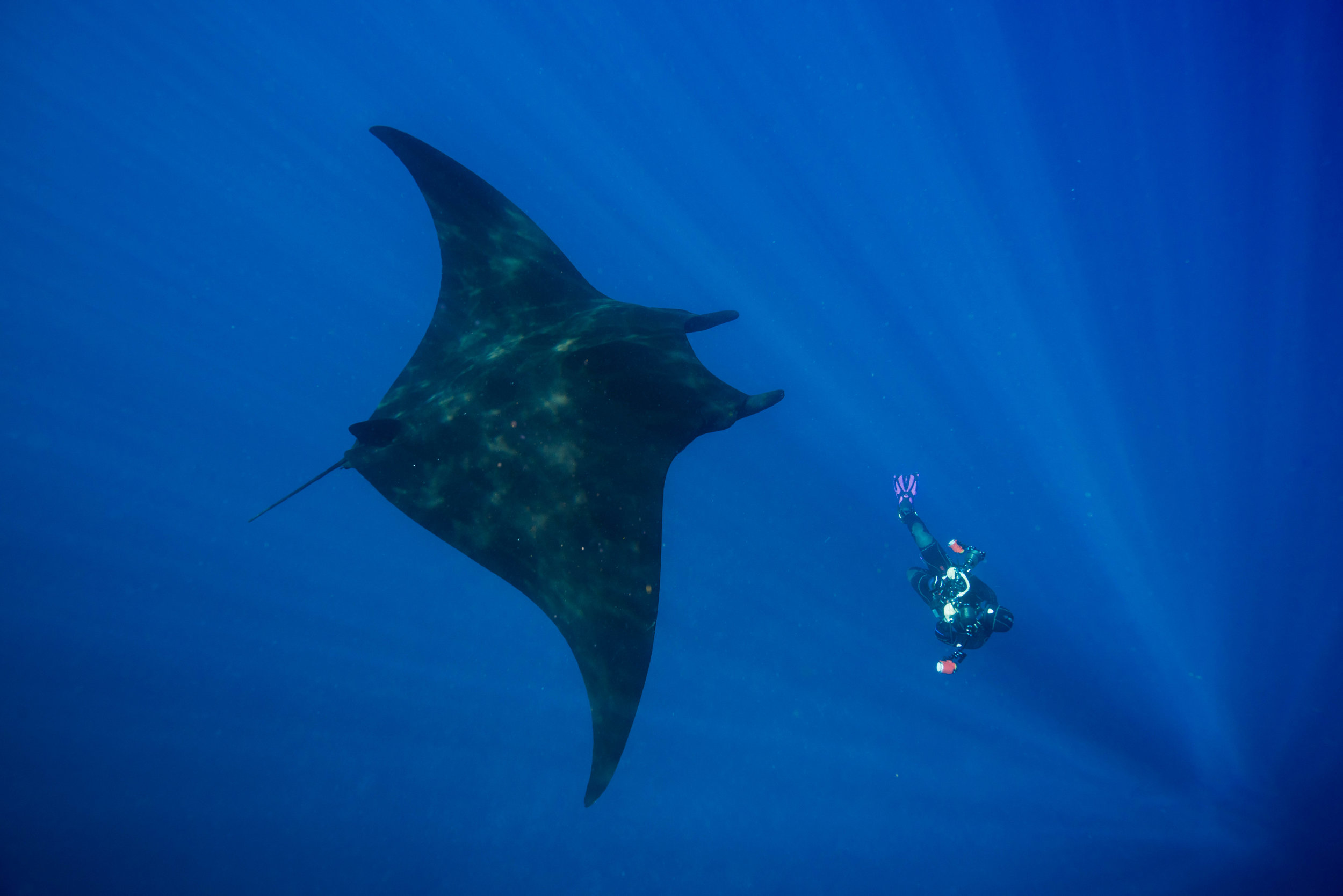 A Dip with 30 Foot Gentle Giants